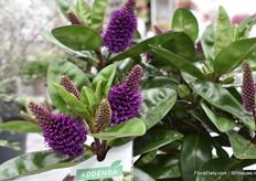 Nog eens de Hebe van wat dichterbij.